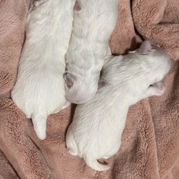 Female 2 - White Maltese puppy in Cisco, Texas from Fancy Pants Maltese