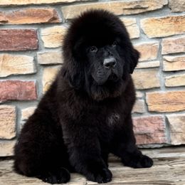 Yellow Spots - Black female Newfoundland puppy in Nevis, Minnesota from Faithful Acres Newfs