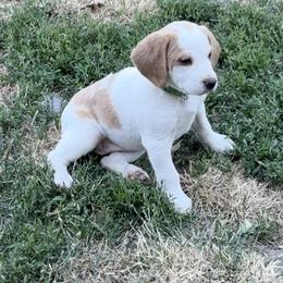 AVAILABLE - Honeys Green - Lemon and white female Beagle puppy in Brownsville, Oregon from Beagles on the Run