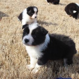 Border Collie Puppies from Flat Rock Border Collies