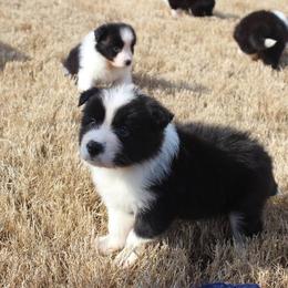 Border Collie Puppies from Flat Rock Border Collies