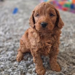 Buddy - Red  male Goldendoodle puppy in Missouri from Husky Hill Kennel