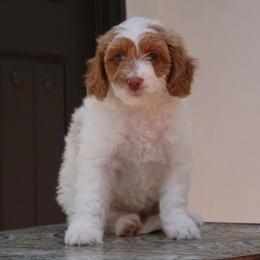 Shelly - Parti female Double Doodle puppy in Los Angeles, California from Deane’s Double Doodles