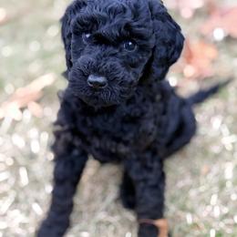 Girl 5 - Phantom female Goldendoodle puppy in Washington, Illinois from Lola Bear Goldendoodles
