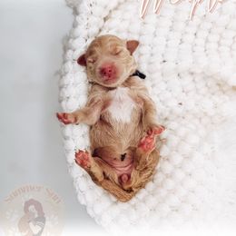 Maple - Apricot female Goldendoodle puppy in California City, California from Summer Sun Doodles