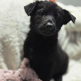 Female 2 - Black female German Shepherd puppy in Leon, West Virginia from Heart2Heart Kennels