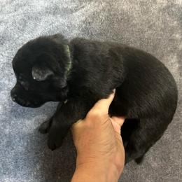 Tessa - Black female German Shepherd puppy in Milan, Illinois from Stonewick German Shepherds