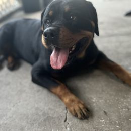 Faith - Rottweiler