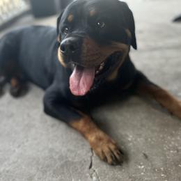 Faith - Rottweiler