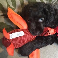 Boykin Spaniels from Weddington Farms