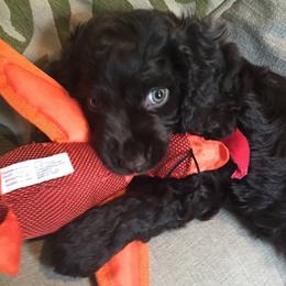 Boykin Spaniels from Weddington Farms