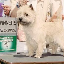Cairn Terriers from Kaatskill