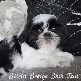 Shih Tzu Puppies from Beirin Breige Shih Tzus
