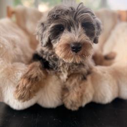 Goldie - Blue merle female Sheepadoodle puppy in North Royalton, Ohio from Johnson's Doodles