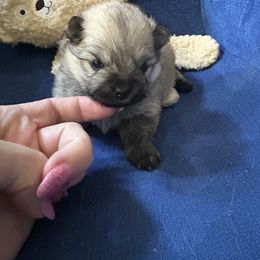 Winnie - Cream sable female Pomeranian puppy in Randleman, North Carolina from Luxurious Poms