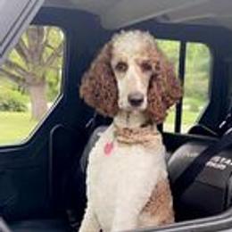 Lucy - Poodle