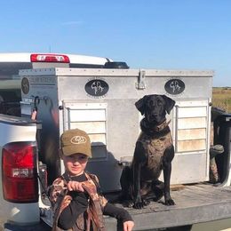 Labrador Retriever All Grown Up from Kicking Bird Gun Dogs