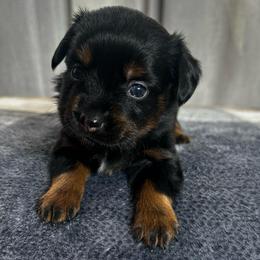 Carol Brady - Black tri female Toy Australian Shepherd puppy in Sulphur, Louisiana from Triple J Aussies and Corgis