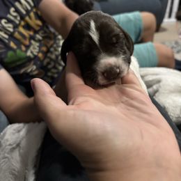 Muffin - Liver and white female German Shorthaired Pointer puppy in Logan, Utah from On Point Gun Dog's of Utah