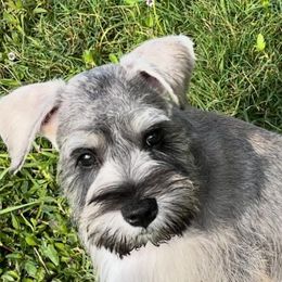 Miniature Schnauzers from Roxy’s Mini Schnauzers