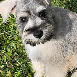 Miniature Schnauzers from Roxy’s Mini Schnauzers
