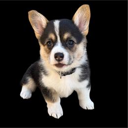 Lilo - Black and tan female Pembroke Welsh Corgi puppy in Saint Johns, Florida from Colebrooke Farm