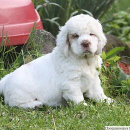 Clumber Spaniel and Irish Red and White Setter Puppies from NyaStar & Chequamegon