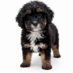 Aspen - female Golden Mountain Doodle puppy in Springfield, Ohio from Dawson's Royal Companions