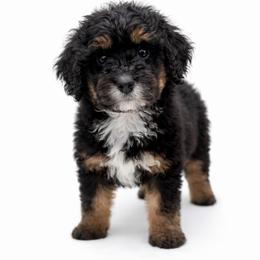 Aspen - female Golden Mountain Doodle puppy in Springfield, Ohio from Dawson's Royal Companions