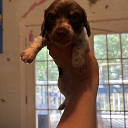Girl 2 - Piebald female Dachshund puppy in Columbiana, Alabama from Tonya's Dachshunds