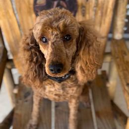 Ember - Red  female Poodle puppy in Arlington, Texas from Van Haselen Poodles and Doodles