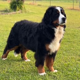 Cesar - Bernese Mountain Dog