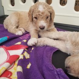 Goldendoodle Puppies from Masondixondoodles