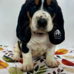 Sally - Black white and brown female Basset Hound puppy in Dingess, West Virginia from Tuckers' Howling Hounds