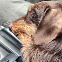 Dachshund Puppies from Divine Teckel Tails