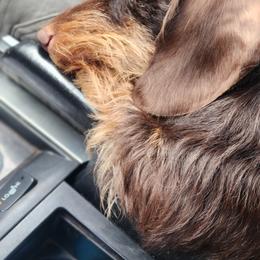 Dachshund Puppies from Divine Teckel Tails