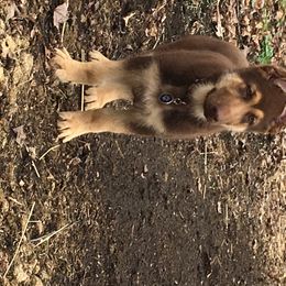 German Shepherd Puppies from Dream Works German Shepherds