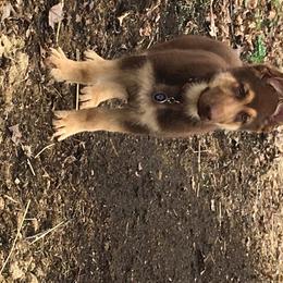 German Shepherd Puppies from Dream Works German Shepherds