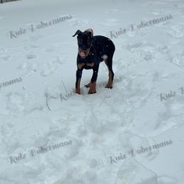 Gray - Black and rust female Doberman Pinscher puppy in Louisville, Kentucky from Ruiz Dobermans