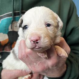 Fusion - Slate merle male Border Collie puppy in Memphis, New York from Dual Traxx Border Collies