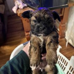 Shorkie Puppies from Wilson Kennel