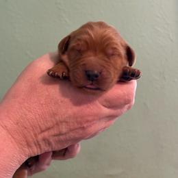 Black - Dark golden female Golden Retriever puppy in Eustis, Florida from Earley Goldens