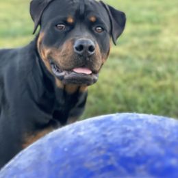 Border Collie and Rottweiler All Grown Up from KJB Kennels