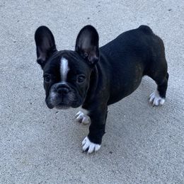 French Bulldog Puppies from Small Town Frenchies