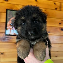 Ivy - Black and red female German Shepherd puppy in Garland, Maine from Vom Schön Traumhund