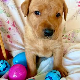 Green collar - Yellow male Labrador Retriever puppy in South Dakota from S&S Kennels LLC