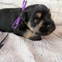 Edna - Salt and pepper female Miniature Schnauzer puppy in Newark, Ohio from Tuckered Out Schnauzers