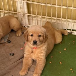 Coral green - Golden female Golden Retriever puppy in Indianapolis, Indiana from ZuGolden Retrievers & Doodles