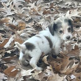 Lady - Piebald female Dachshund puppy in Lexington, Oklahoma from BooneDox Miniature Dachshunds