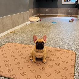 Brunson - Fawn male French Bulldog puppy in Campbell Hall, New York from Charlie’s Frenchies